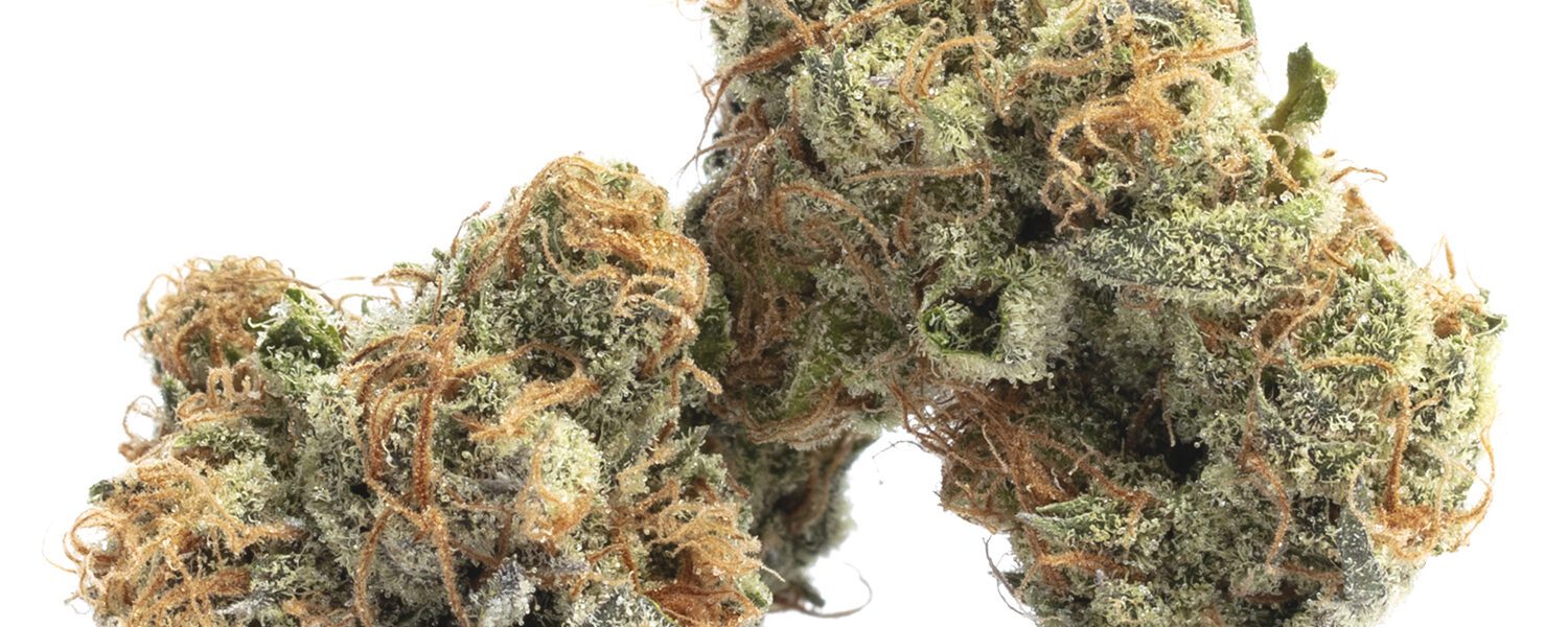Gelato #41 hybrid marijuana strain