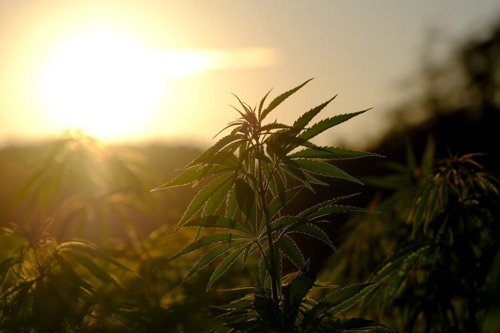 Marijuana plant catching some sun's rays