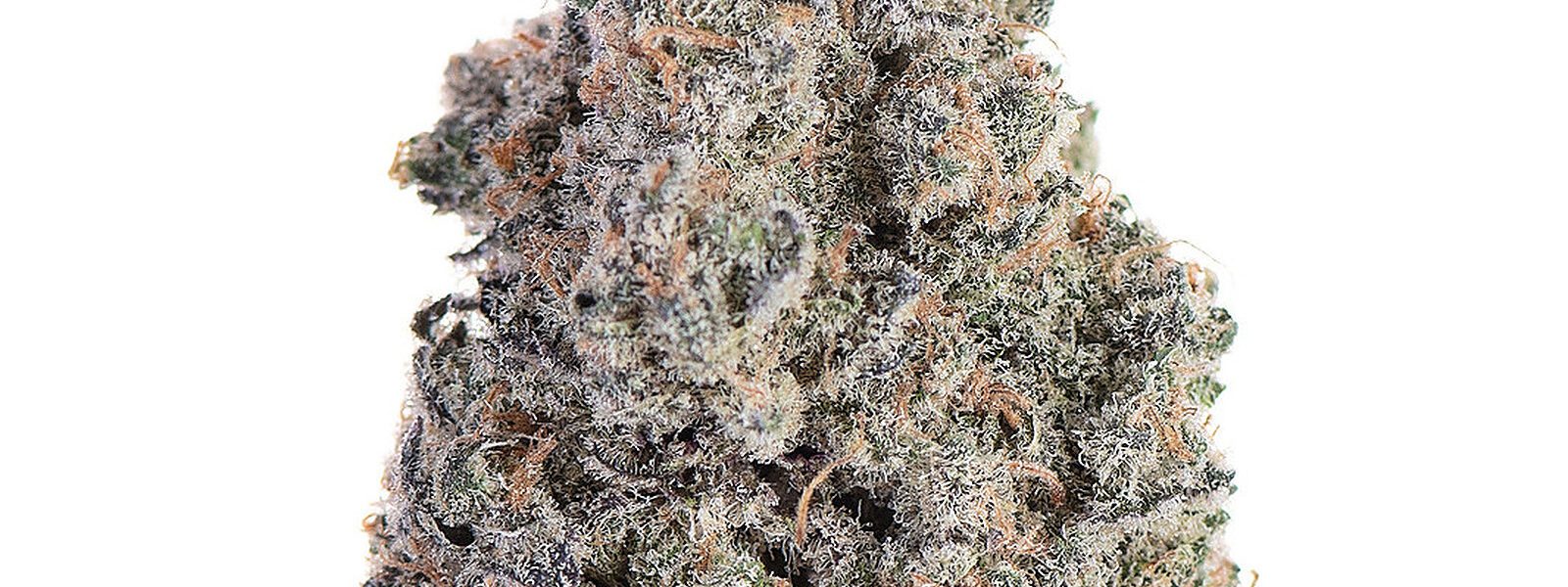 White Truffle hybrid marijuana strain